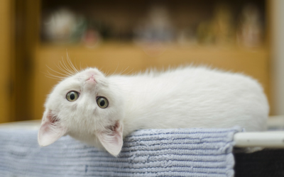 image for Bring Your Cat to the Vet Day!